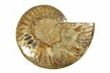 Cut & Polished Ammonite Fossil (Half) - Madagascar #267868-1